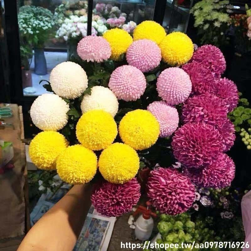 🔥乒乓菊種子🔥一份200粒🔥球型菊花四季易種活室內外陽臺鮮花盆栽種子