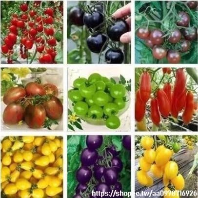 🔥台灣聖女果種子🔥番茄 種子 四季播種櫻桃番茄 聖女果番茄 瀑布番茄 小番茄 西紅柿蔬菜種子