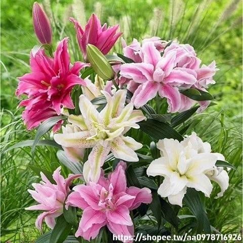 🔥台灣香水百合種子🔥四季花卉 好養易活 盆栽室內花植物種子濃香百合花種子