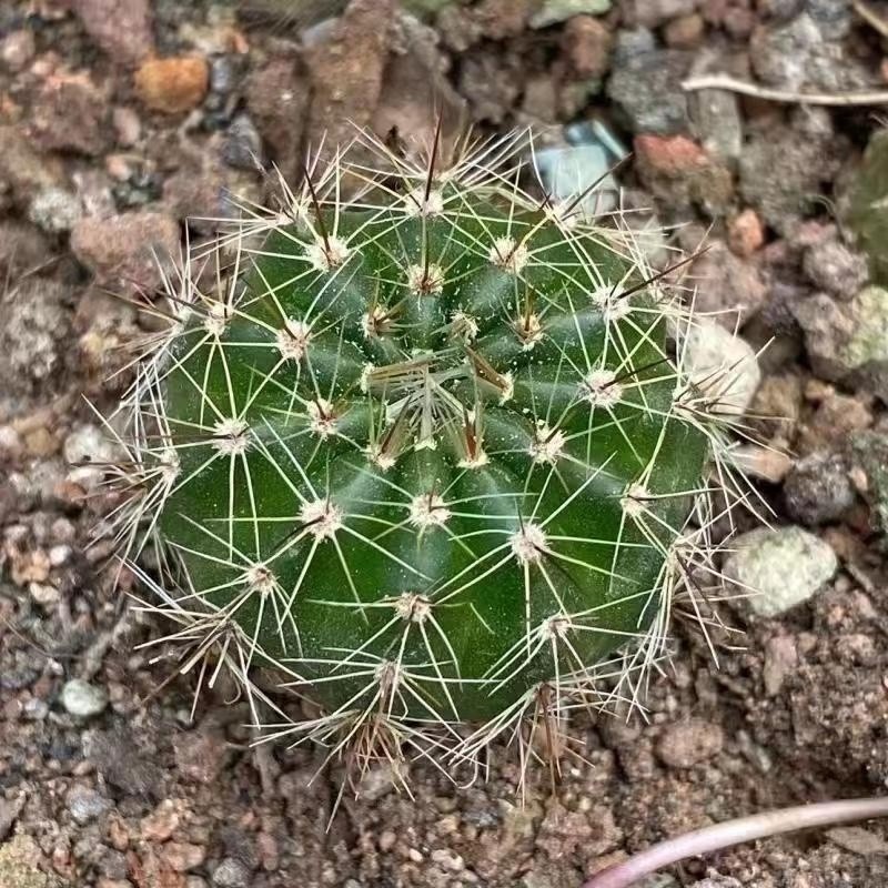 花間故事 青王丸 仙人球 開花仙人掌 防輻射 陽臺庭院花卉植物种子