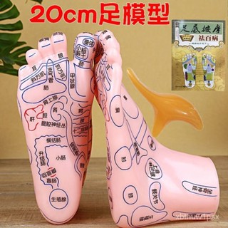 🎀本土貨24h熱賣🎀足部按摩模型人體穴位圖腳丫足底反射區腳底經絡足療工具傢用器材🌟 E1FK