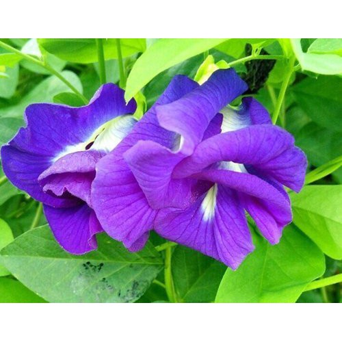 陽光綠築【重瓣蝶豆花種子15顆30元】蔓性植物。夢幻藍紫色花。泰國漸層飲料原料【買十送一】