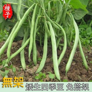 四季易種蔬菜種子 無架四季豆 不搭架四季豆種子 高產無架豆 地豆 豆角種子 高產量