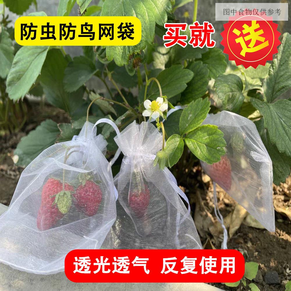 草莓藍莓水果網套袋防蟲防鳥吃套袋紗網袋葡萄無花果透氣瓜果套袋 農用
