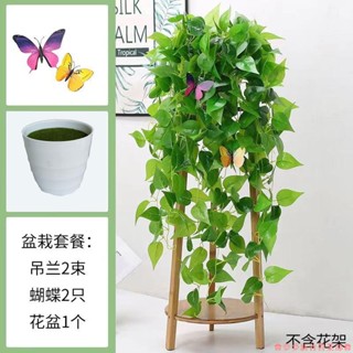 嘉義免運♕模擬綠蘿壁掛 客廳綠植裝飾 垂吊塑膠假花藤條 室內植物綠葉藤蔓吊蘭盆栽 黃金葛過膠壁掛