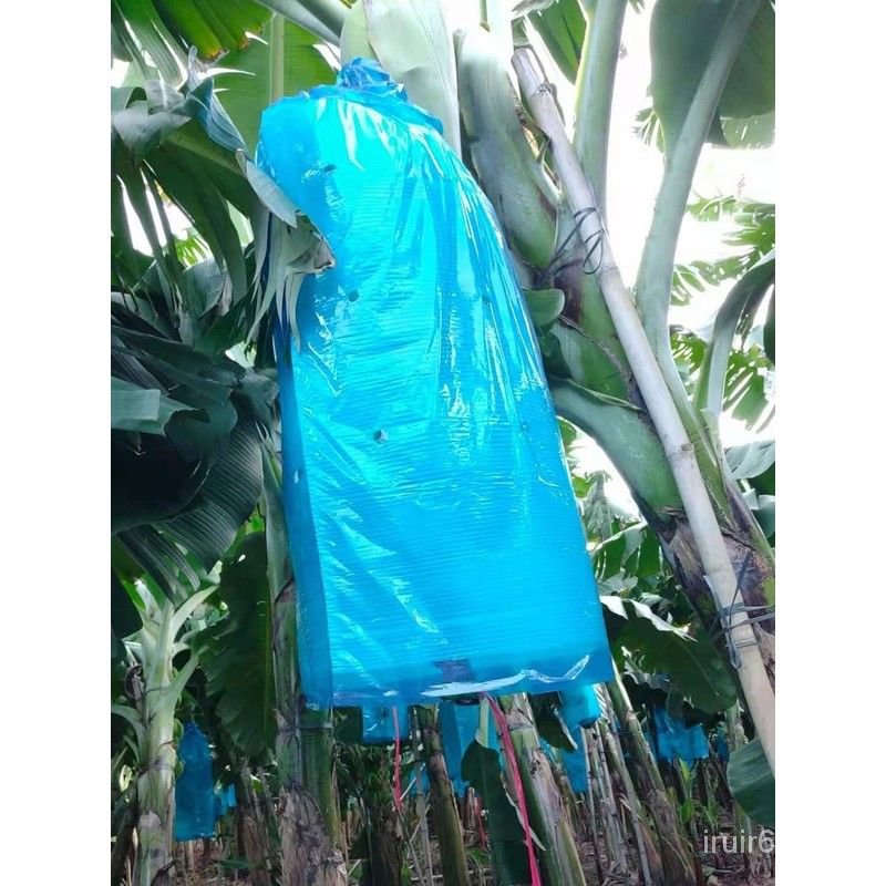 🔥無水果衹有袋子🔥 香蕉套袋藍色有孔無孔定型防蟲袋專用防寒連體袋一體袋蕉套袋 YSXJ