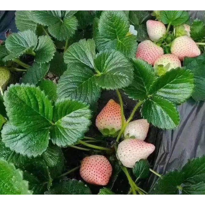 四季奶油草莓種子white strawberry 特大白草莓種籽 白雪公主 紅顏草莓 高產陽台盆栽水果種子 花卉大全種子