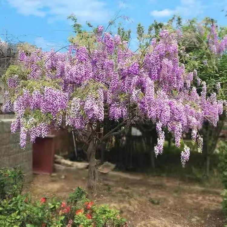 進口爆款盆栽 紫藤花種子 稀有品種 日本多花紫藤種子盆栽 超高產 發芽率99%養不死種子桌上綠植 盆栽四季種植福源花園藝