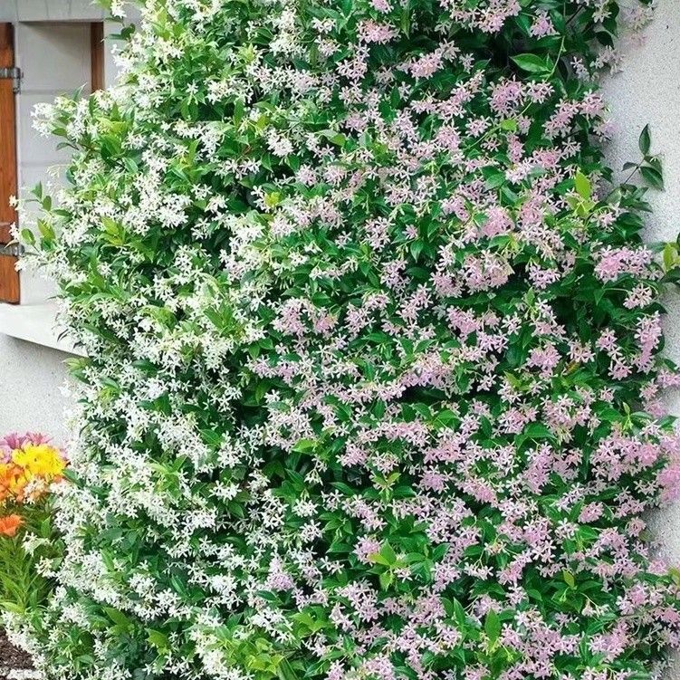 ❀日式豆盆 濃香重瓣 風車茉莉 虎頭茉莉 銀絲茉莉 庭院爬藤植物種子 多年生 四季開花