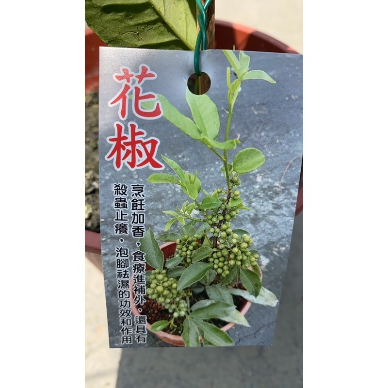 花椒高壓苗/5吋盆/花椒種植1～2年會生