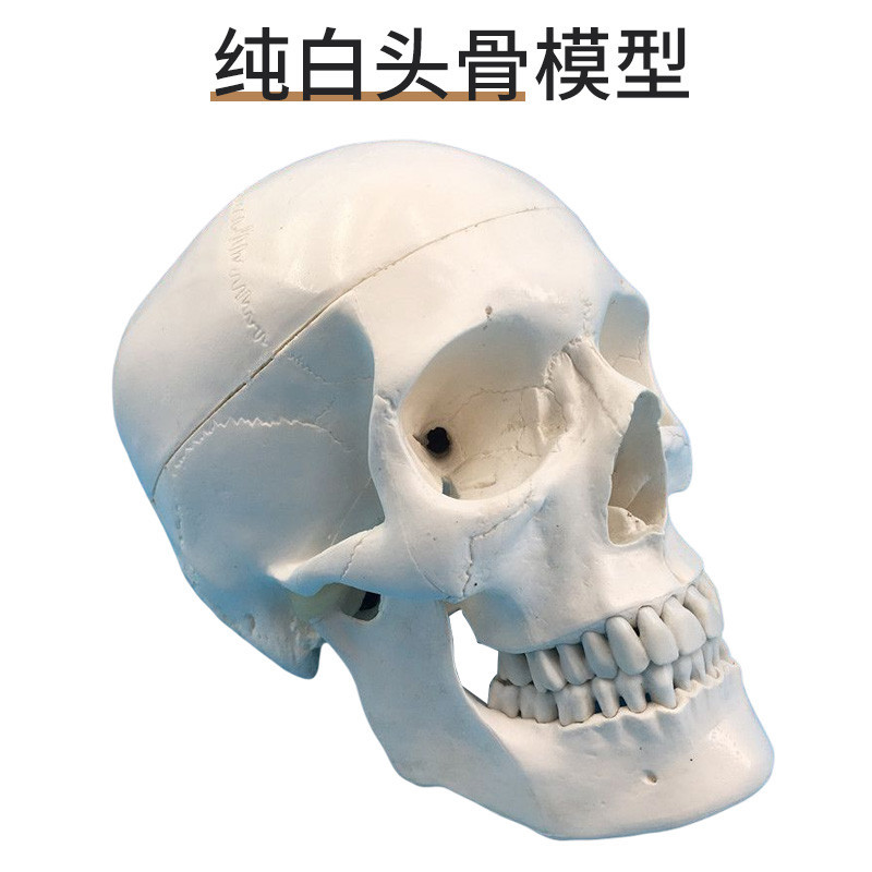 小百合模成人1：1頭顱骨解剖標本 醫學仿真人體頭骨模型 可拆卸彩色骷髏頭模型展示模型