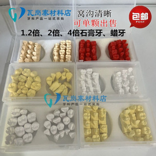 小百合模口腔練習雕刻1.2倍2倍4倍牙齒石膏牙 蠟牙示範雕刻模型全口模型展示模型