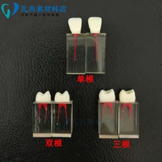 小百合模口腔模擬根管牙體牙髓練習模型 窩洞制備開髓充填牙粒離體牙模型展示模型