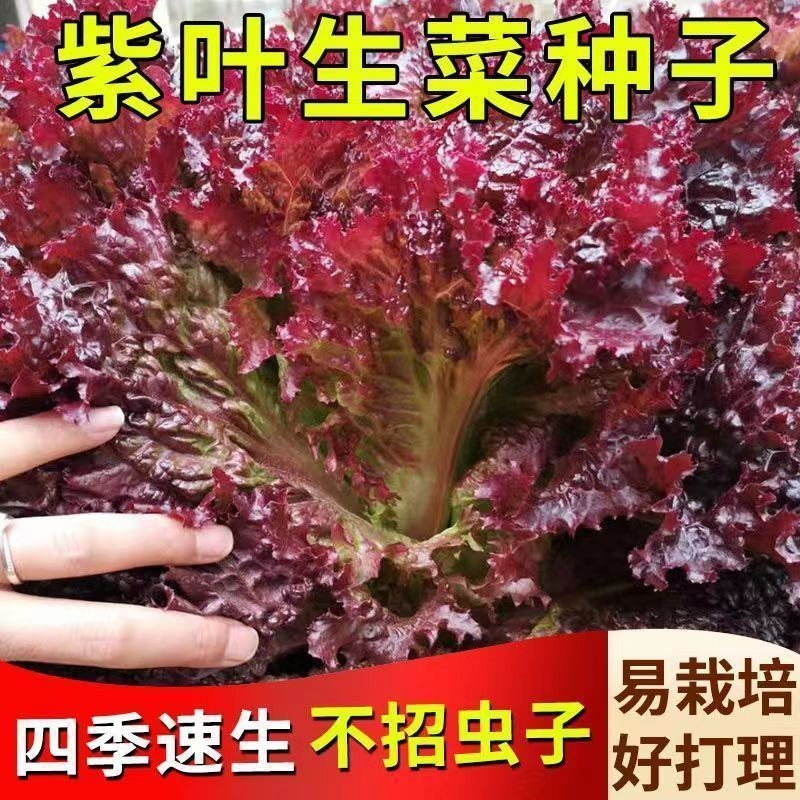 紫葉生菜種子四季種植耐高溫室外陽臺生菜種子有機沙拉生菜種蔬菜種子【酷農種業】