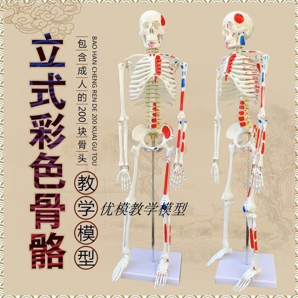 85CM人體骨骼模型神經肌肉起止骨架小針刀骨骼解剖模型脊柱模型骷髏教學脊椎全身可拆人體骨骼模型