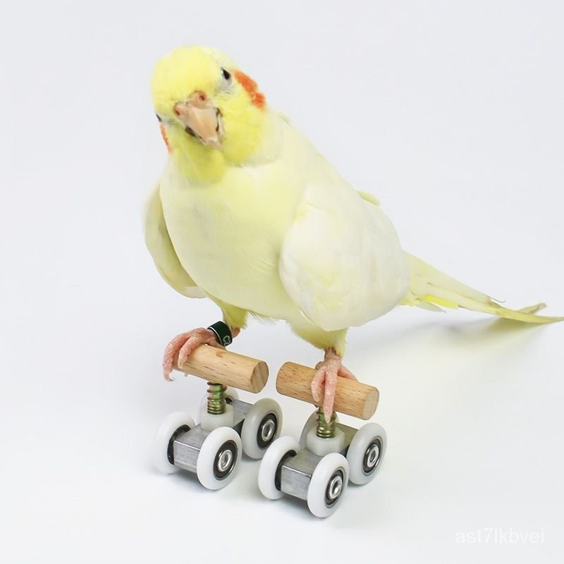💖 鸚鵡玩具 鸚鵡溜冰鞋 訓鳥用品 鳥寵玩具 牡丹 玄鳳 小太陽 和尚 訓練益智玩具 鳥 鳥用品