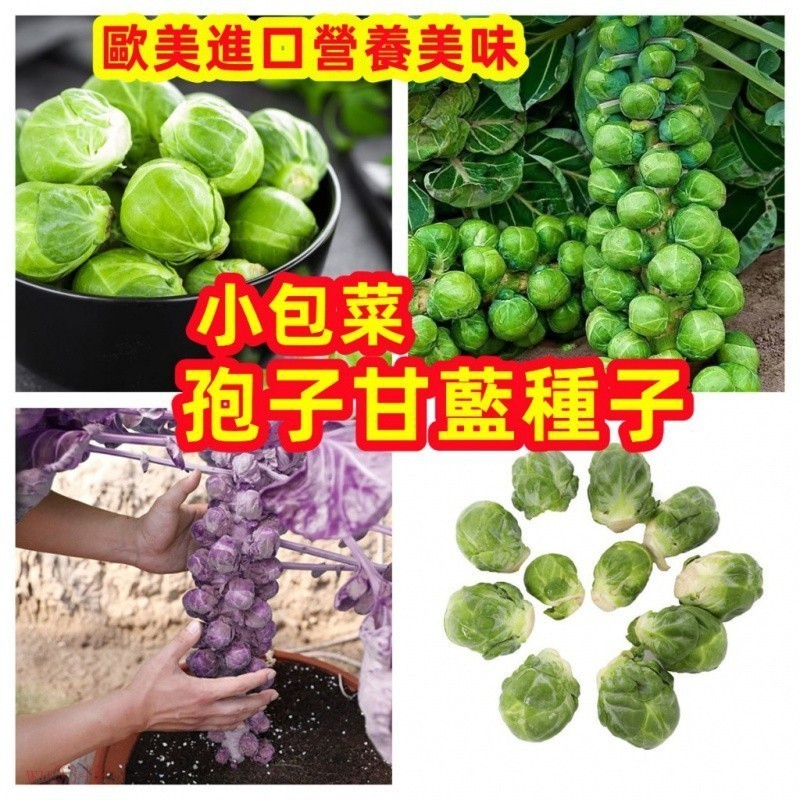 🍓🍓甘藍種子大全🔥孢子甘藍種子 羽衣甘藍 四季蔬菜抱子甘藍小頭菜小包菜捲心菜紫孢子 四季種植 9BLB