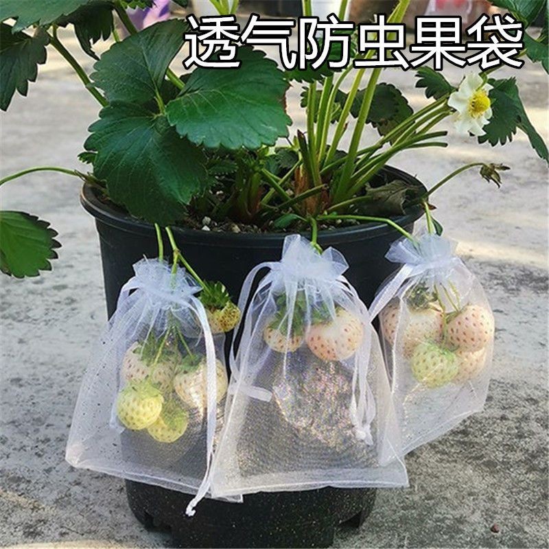 草莓套袋水果網袋透氣番茄藍莓葡萄無花果防蟲鳥果實保護袋防鳥罩TLNW