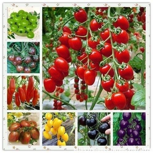 🔥小番茄種子🔥一份200粒🔥聖女果 (種子) 綠珍珠 (種子)櫻桃番茄(種子)小柿子(種子)