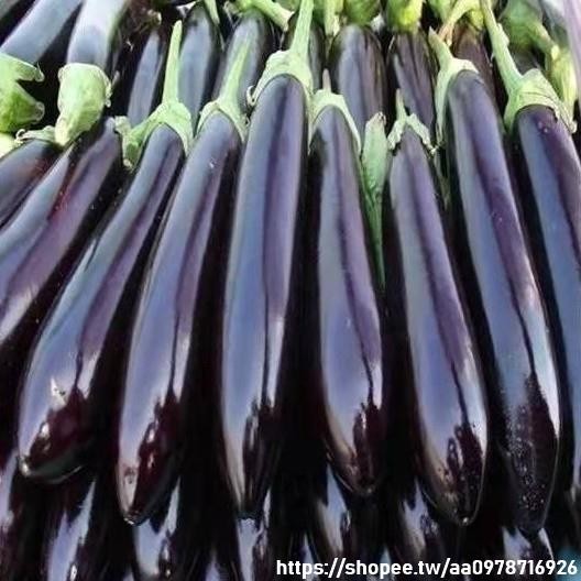 🔥茄子種子🔥套餐紫玉茄金絲茄蔬菜種子四季播種蔬菜陽臺盆栽易種高産