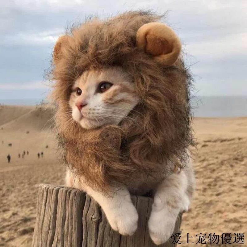 愛上寵物獅子頭套寵物帽帽假髮狗貓變裝寵物COSPLAY獅子造型