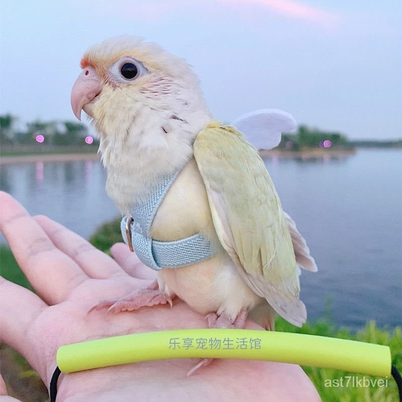 💖愛寵一生 客製化 鸚鵡衣服 鳥訓練繩 外出放飛繩 背帶遛鳥繩 連身遛鳥繩 玄鳳 和尚 虎皮 鸚鵡玩具 鳥玩具