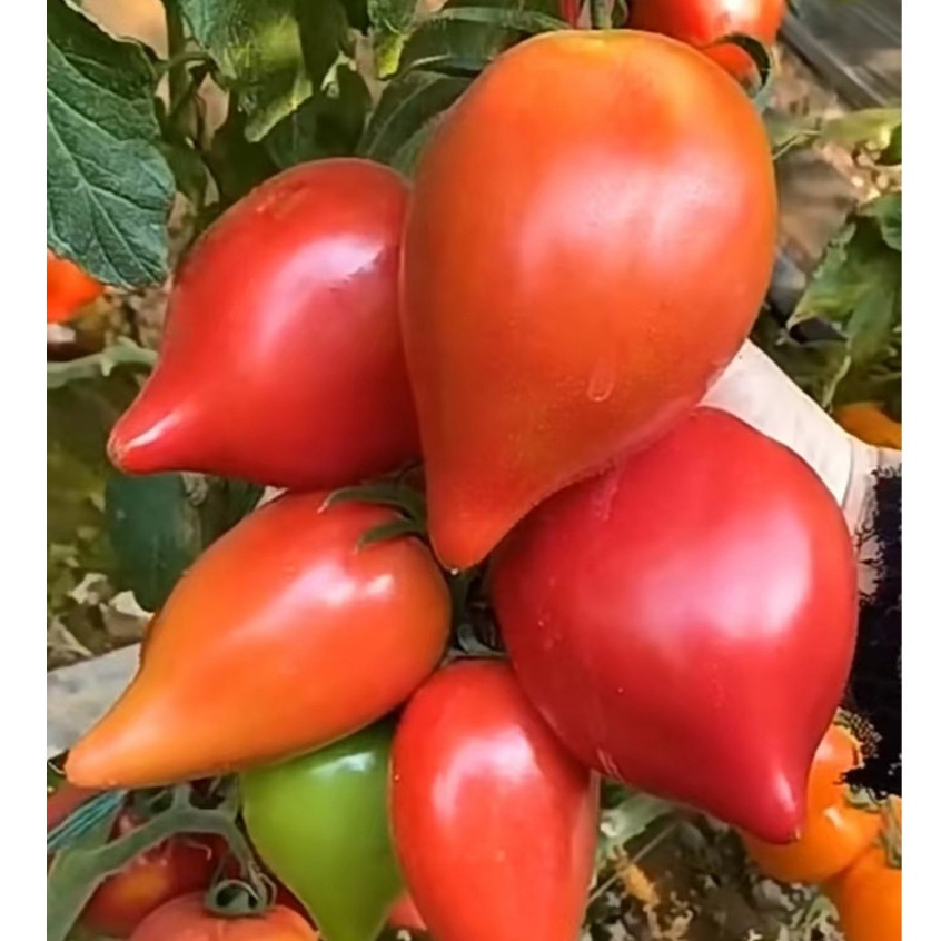 🔥【芒果蜜番茄種子】沙瓤綿密番茄品種 口感綿密好味道 新品種番茄種子 西紅柿種子 四季種植蔬菜種子 花園陽台露台種植
