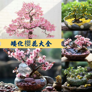 🍓：【日本矮化櫻花種子】盆栽櫻花種子 微型櫻花 日本櫻花 四季開花 室內易活 盆栽花草 新手植物首選