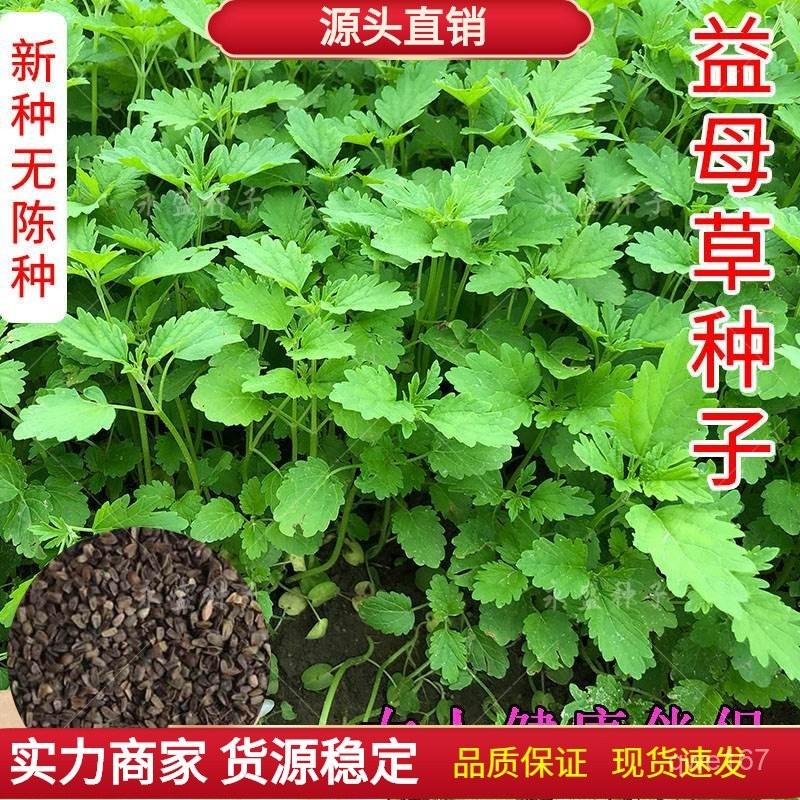 益母草種籽子四季陽臺盆栽蔬菜種孑中藥材食用苗種子益母草籽【酷農種業】