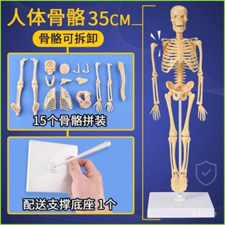 ✨可開發票/免運✨兒童醫學早敎骨骼模型組裝人體模擬骨架骷髏人可動模型骨頭人 人體器官模型