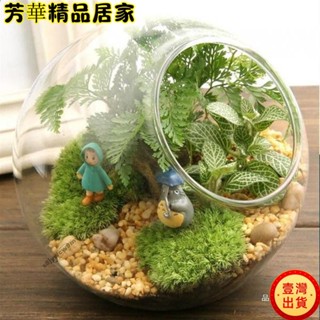 🔥臺灣出貨🔥藍瓶 苔蘚生態瓶 生態缸 微景觀小擺件植物迷你盆栽DIY植物苔蘚生態瓶玻璃微觀盆景跨境kun1