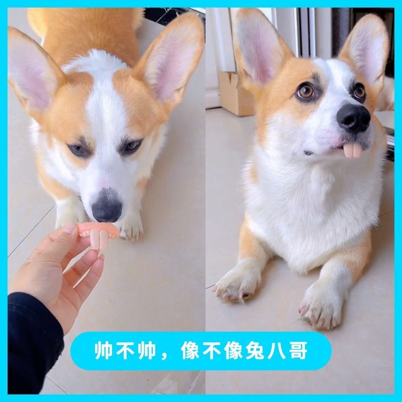 狗假牙 寵物假牙 狗狗假牙 兔子假牙 貓咪假牙 狗狗假牙寵物柯基玩具搞笑惡搞狗子土撥鼠兔子大門牙齙牙假牙套抖