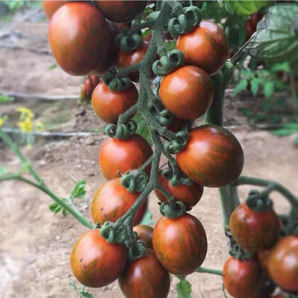 SH001 櫻桃小番茄種子 紫千禧聖女果種子 西紅柿 蔬菜種子高产量