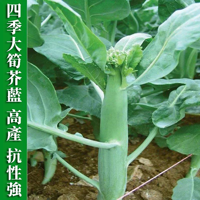 大芯香菇芥蘭種子 四季大芥藍 芥藍菜 雞腿芥蘭 芥藍 陽臺秋季春蔬菜種籽高产量