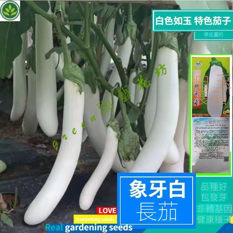 🌱白色長茄種籽白玉長茄白雪公主茄子種子白茄子種籽春夏秋四季 種子 種籽【green園藝花坊】