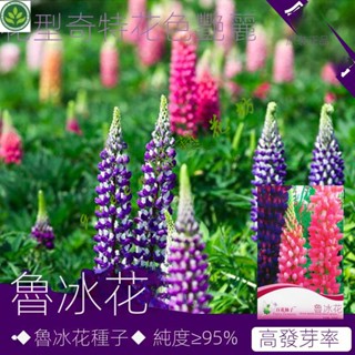 🌱魯冰花種子魯冰花籽花種子花籽花卉種子陽臺盆栽蔬菜種子 種子 種籽【green園藝花坊】