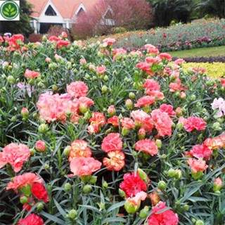 🌱康乃馨種子康乃馨種籽花卉種子花種子蔬菜種子菜種菜籽種子 種子 種籽【green園藝花坊】
