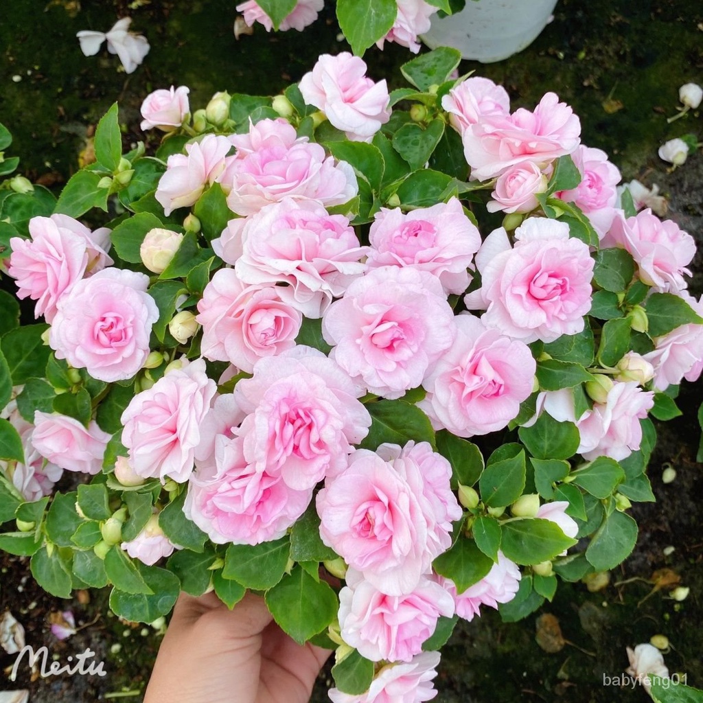 當年開花非洲重瓣鳳僊四季開花水梅花 鳳仙花種子 新手推薦花卉盆栽