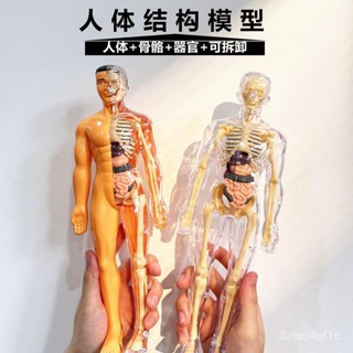 💯桃園出貨✔️模擬拚裝軀幹結構內臟 人體器官 玩具人 體骨架模型 人體模擬模型 科敎類玩具 人體器官模型 人體拼裝模型