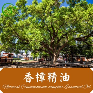 香樟精油 正樟木精油 頂級單方精油 天然精油 正草本精油 臺灣現貨