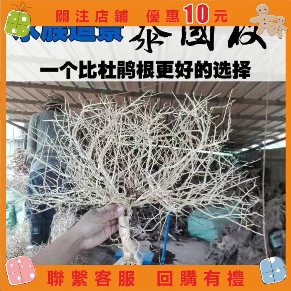 幸運女神雜貨鋪#泰國枝造景樹枝南美巴西莫斯樹草缸造景沉木杜鵑根按斤細枝