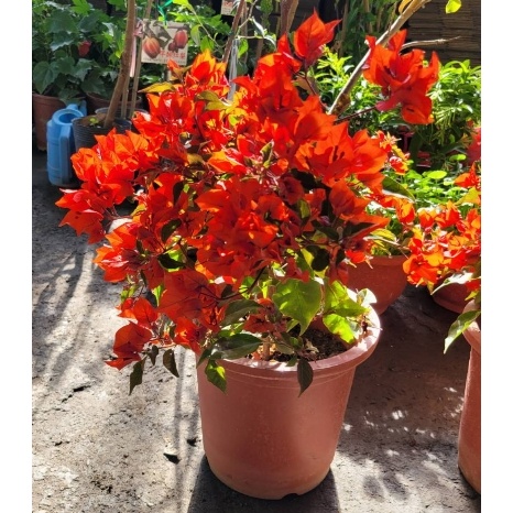花囍園_喬木襯景物植—九重葛(辣椒紅)--數量極稀少~紅的好火好辣/ 5-7吋