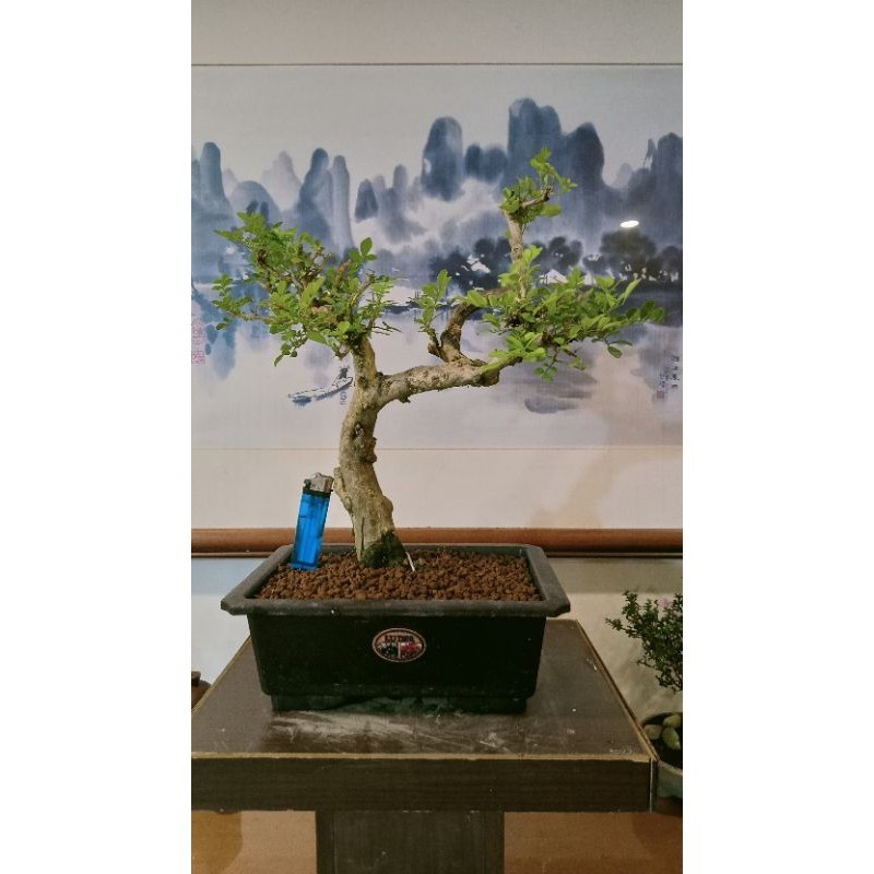 531G#-稀有30幾年樹齡山採超扭轉幹徑老樹頭「七里香」極品盆栽
