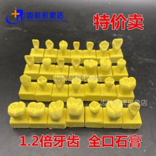 小百合模 1倍雕牙參考模型 1.2倍石膏帶底座牙模 全口28顆恆牙雕刻模型展示模型