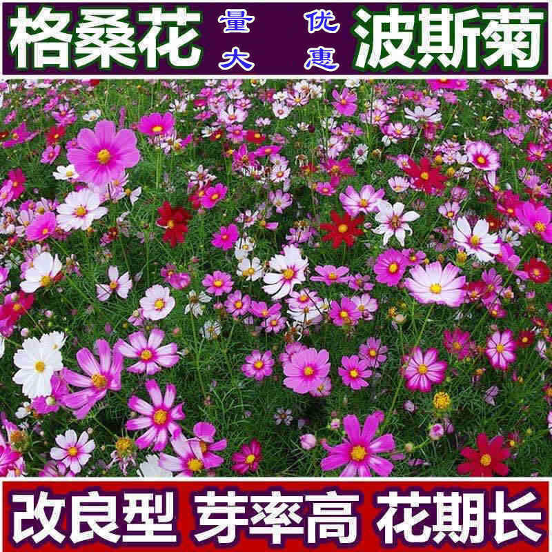 種子 波斯菊種子格桑花花籽四季開花易活花籽庭院室外野花組合種子花卉/種籽