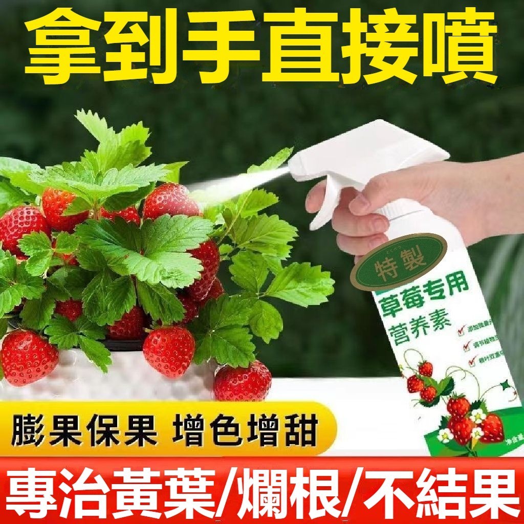 草莓 專用肥料 免稀釋 營養液 傢用 盆栽 有機肥料 生長 坐果期 瓜果通用肥