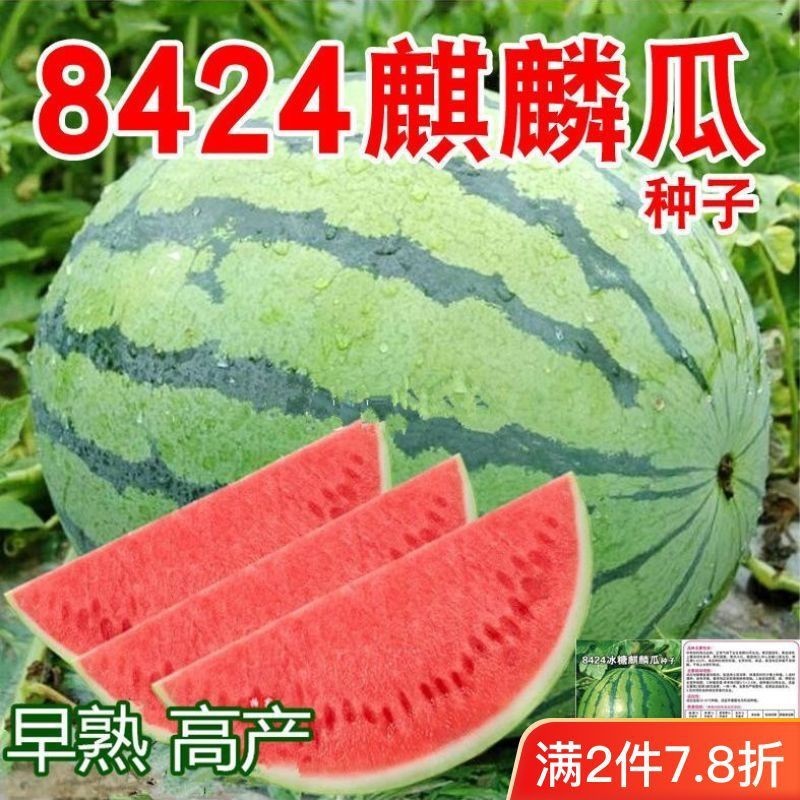 8424麒麟少籽西瓜種子 無籽特大高産巨型甜王南方四季水果種孑【酷農種業】