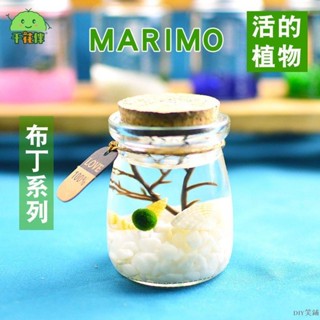 marimo幸福海藻球 微景觀生態瓶 玻璃瓶盆栽 水培植物 學生寵物 綠球藻 DIY笑鋪