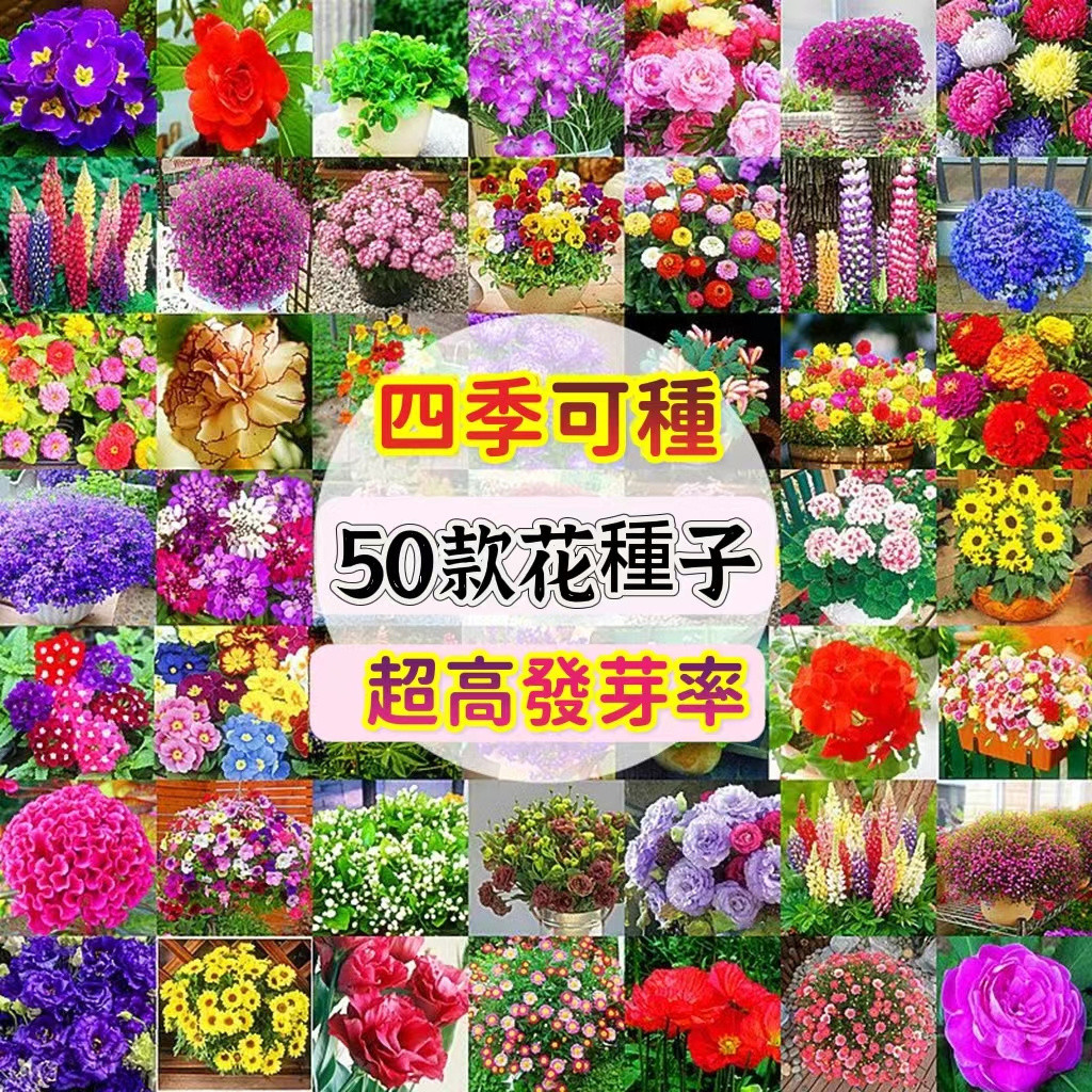 🔥50款花卉種子大全🔥【免運大熱銷】碗蓮 種子玫瑰花種子四季可播種 傢庭陽臺庭院盆栽花 室內外種植新手易種易養活盆栽