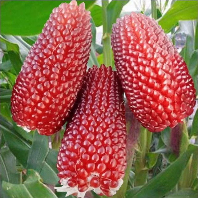 玉米種子水果玉米草莓玉米菠蘿玉米生吃玉米種子花卉大全兮兒花坊